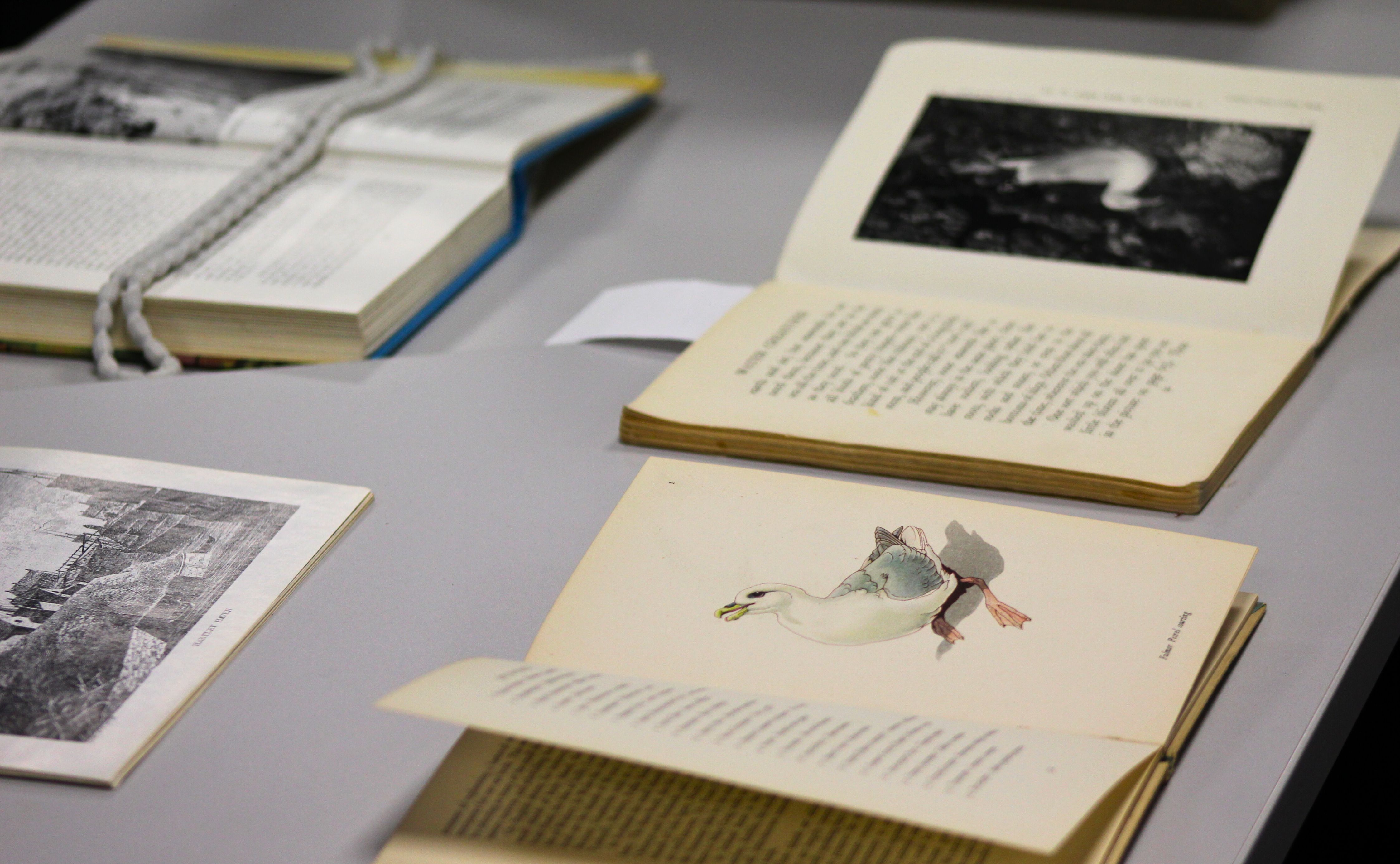 Hands holding a book displaying a seabird